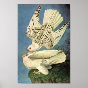 Gyrfalcon John James Audubon Poster