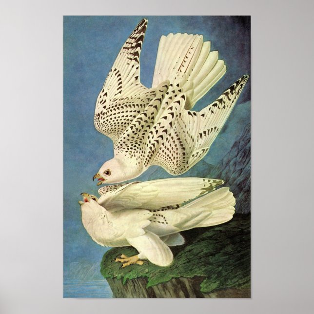 Gyrfalcon, John James Audubon Poster (Framsidan)