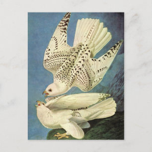 Gyrfalcon, John James Audubon Vykort