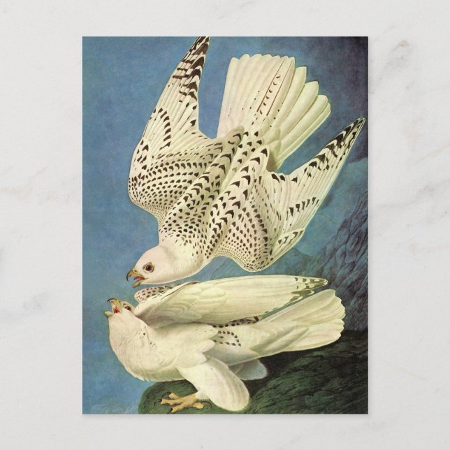 Gyrfalcon, John James Audubon Vykort (Framsida)