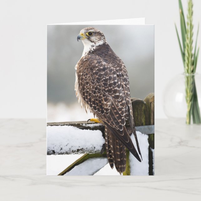 Gyrfalcon Kort (Framsida)