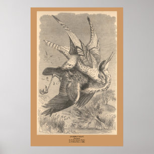 Gyrfalcon Poster