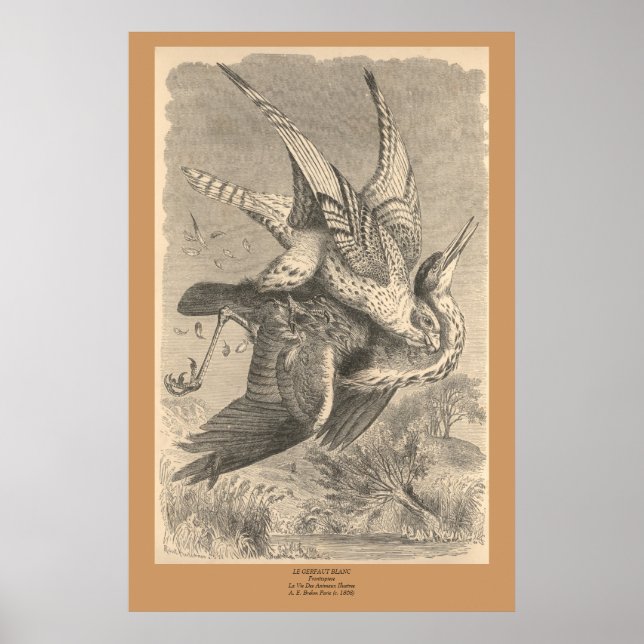 Gyrfalcon Poster (Framsidan)