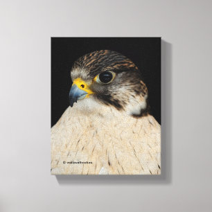 Gyrfalcon Saker Hybrid Falcon Canvastryck