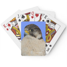 Gyrfalcon Saker Hybrid Falcon