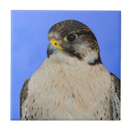 Gyrfalcon Saker Hybrid Falcon Kakelplatta