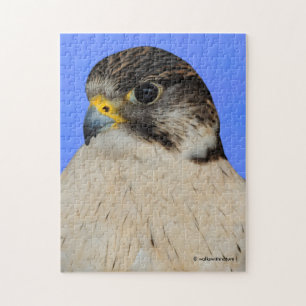 Gyrfalcon Saker Hybrid Falcon Pussel