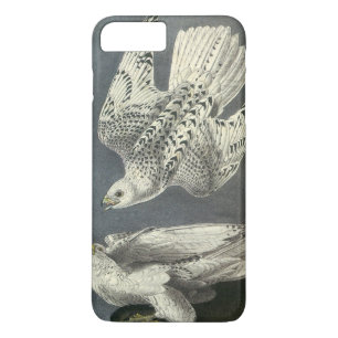 Gyrfalcon vid Audubon