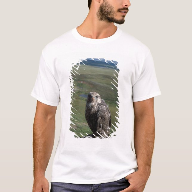 gyrfalk, Falco rusticolus, ungfisk Tee Shirt (Framsida)