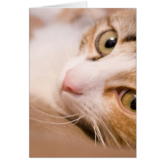 Gyro katten hälsningskort