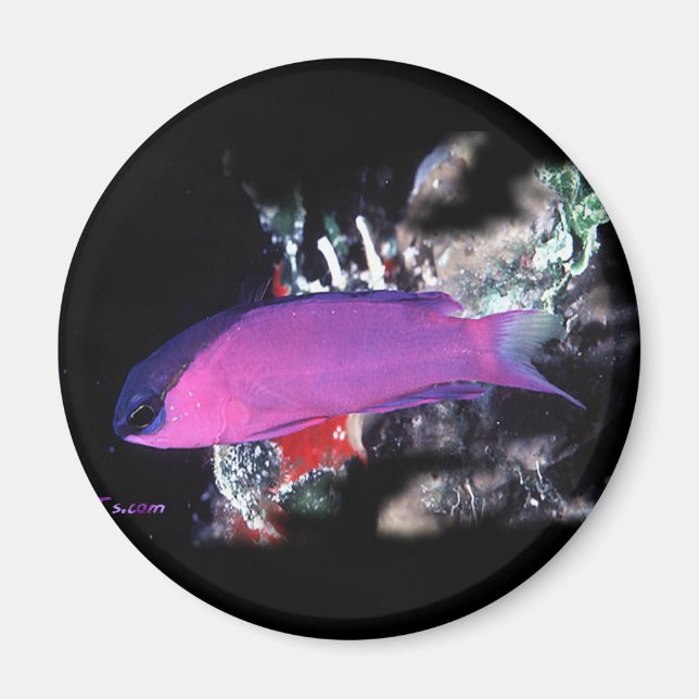 H2Oasis Basslet Magnet (Framsidan)