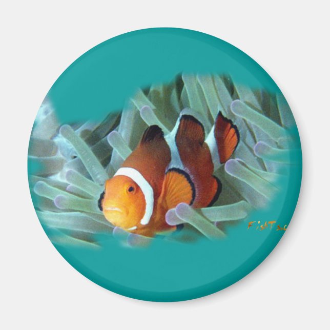 H2Oasis Clownfish Magnet (Framsidan)