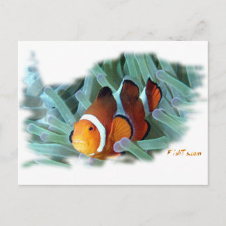 H2Oasis Clownfish Vykort