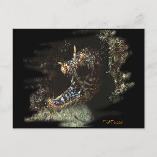 H2Oasis Dragon Moray Vykort