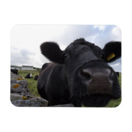 H.A.S. Arts Cow Magnet
