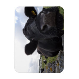 H.A.S. Arts Cow Magnet