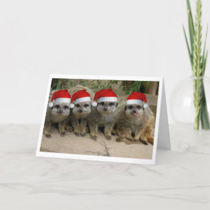 Ha en Meerkat jul! Helgkort