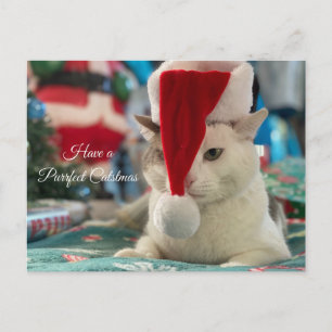 Ha en perfekt Catsmas-nyj julklapp Helg Vykort