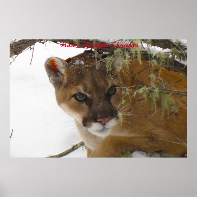 Ha en perfekt jul poster (Framsidan)