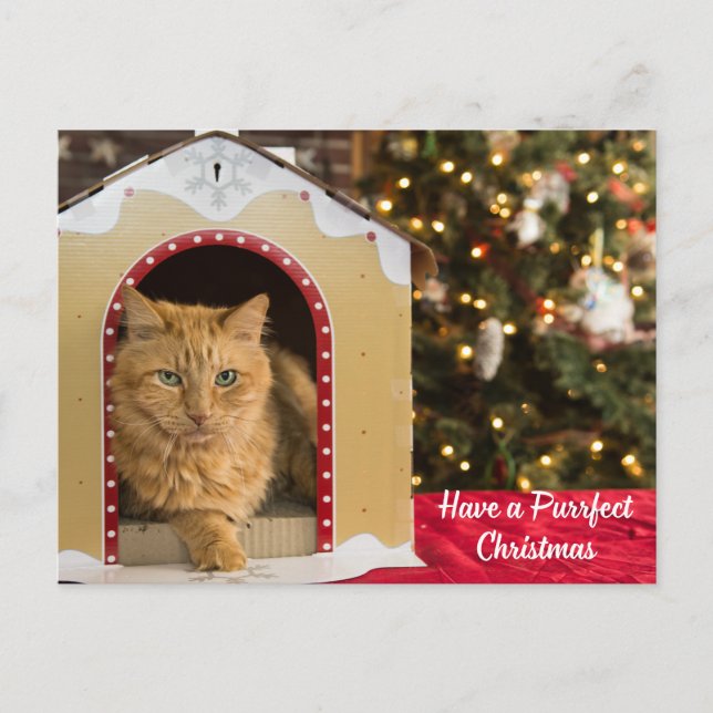 Ha en perfekt julklapp i katthuset helg vykort (Framsida)