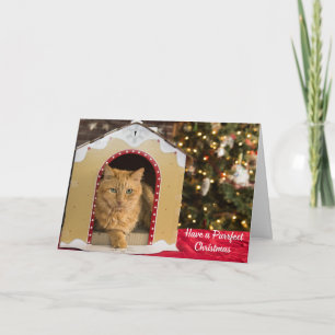 Ha en perfekt julklapp i katthuset kort