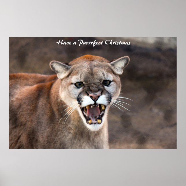 Ha en Purrrfect jul Poster (Framsidan)