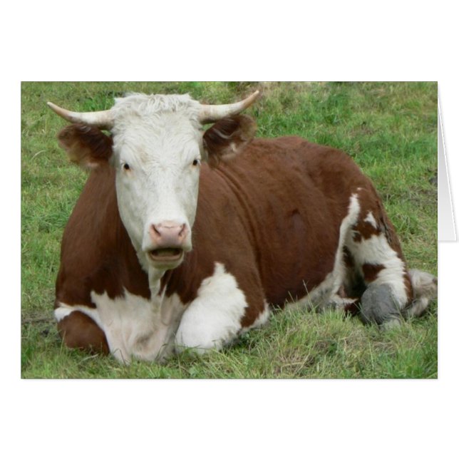 Ha inget kupkort hälsningskort (Framsidan Horizontal)