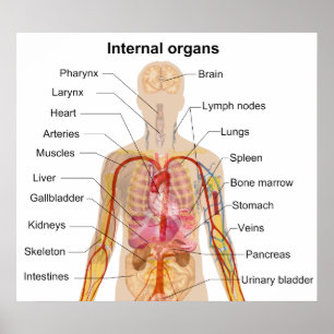 Ha som huvudämne inre organ i människokroppen poster