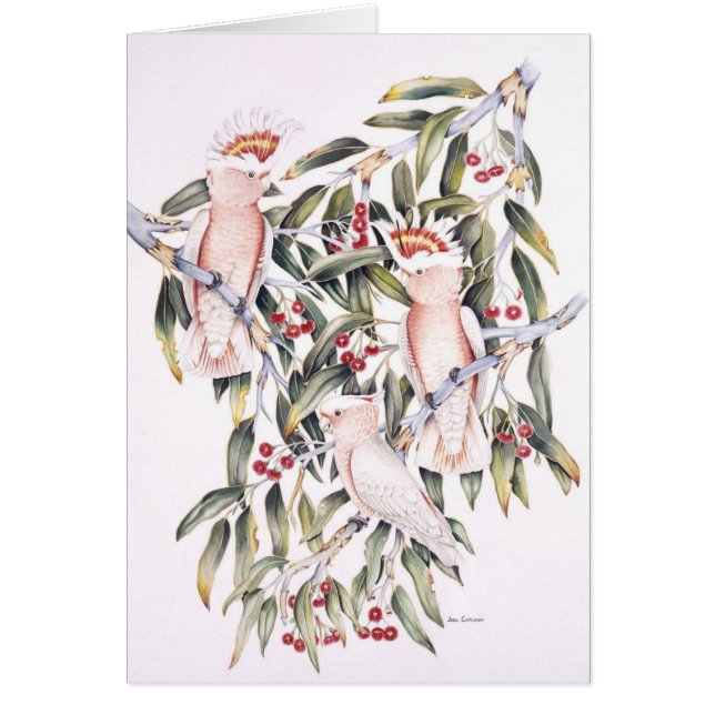 Ha som huvudämne Mitchell kakaduor Hälsningskort (Framsidan)