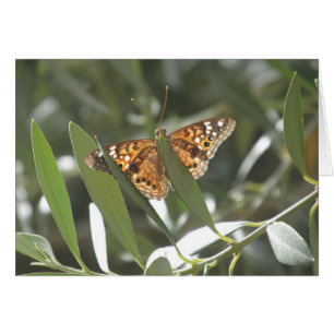 Hackberry Emperor Butterfly OBS Kort