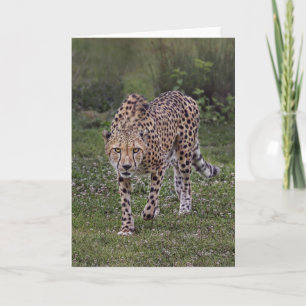 Hackles Up Cheetah Kort