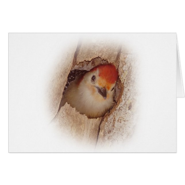 Hackspett Hälsningskort (Framsidan Horizontal)