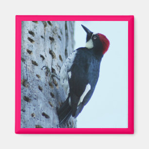 Hackspett Magnet