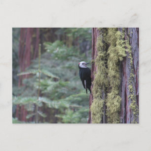 Hackspett Yosemite Vykort