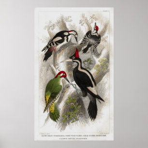 Hackspetter Poster