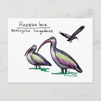 Hadeda Ibis vykort