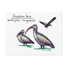 Hadeda Ibis vykort