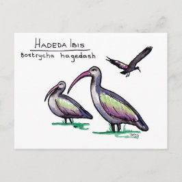 Hadeda Ibis vykort