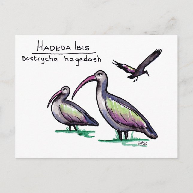 Hadeda Ibis vykort (Framsida)