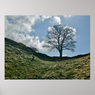 Hadrians Gap i väggen, Sycamoreträd Poster
