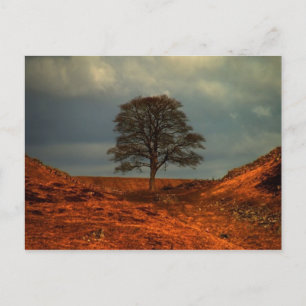 Hadrianus mur Sycamore Gap - vykort