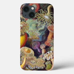 Haeckel Actiniae vintagetryck