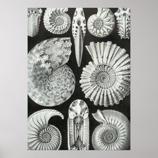 Haeckel Ammonitida Poster (Framsidan)