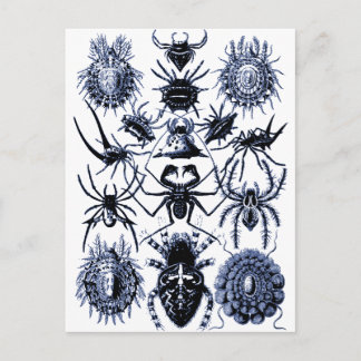 Haeckel Arachnida Spiders in Blue Vykort