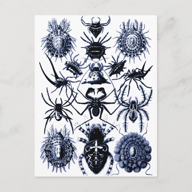 Haeckel Arachnida Spiders in Blue Vykort (Framsida)
