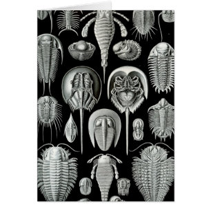 Haeckel Aspidonia Hälsningskort