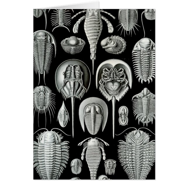 Haeckel Aspidonia Hälsningskort (Framsidan)