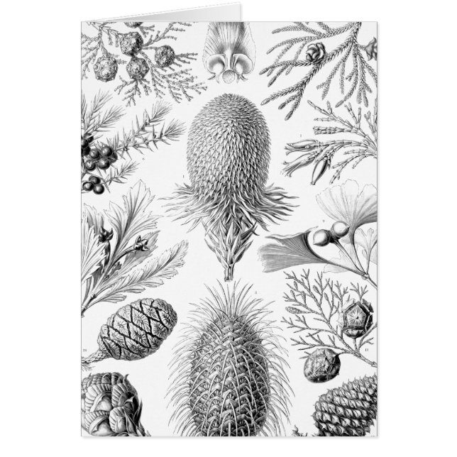 Haeckel barrträdillustration hälsningskort (Framsidan)