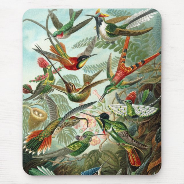 Haeckel Birds Musmatta (Framsidan)