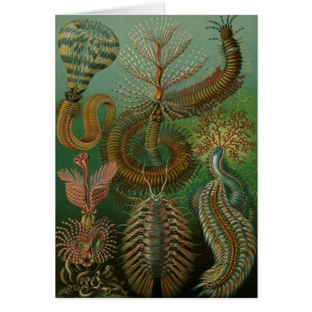 Haeckel Centipedes Hälsningskort (Framsidan)